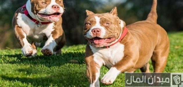 اسعار الكلاب البيتبول