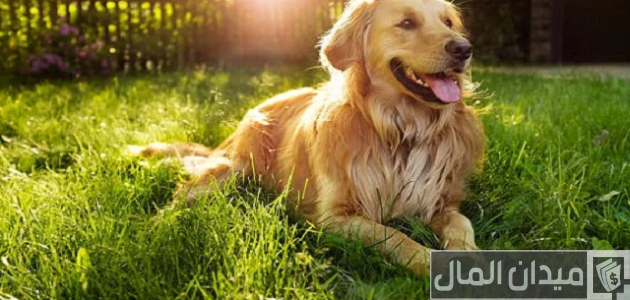 اسعار الكلاب الجولدن