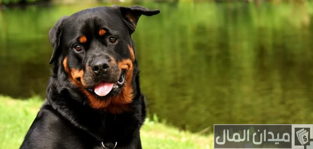 اسعار الكلاب الروت