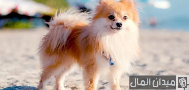 اسعار الكلاب اللولو