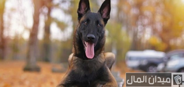 اسعار الكلاب المالينو