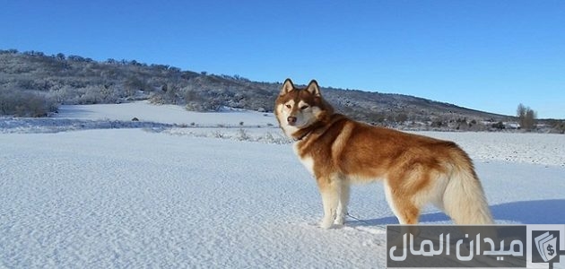 اسعار الكلاب الهاسكي