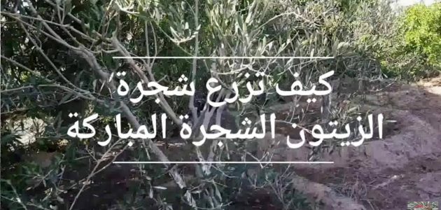 كيفية زراعة الزيتون بالخطوات وطرق تكبيره
