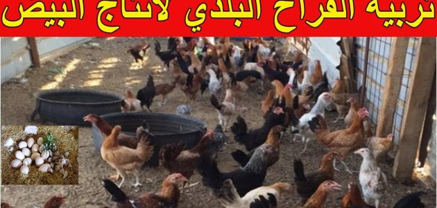 مشروع تربية الفراخ البلدي لإنتاج البيض