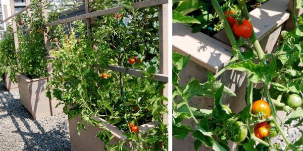 كيفية زراعة الطماطم على أسطح المنازل