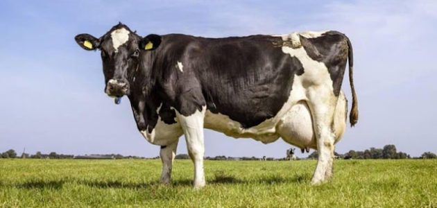 أسعار البقر في السعودية 