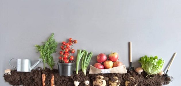 أسهل طرق الزراعة في المنزل