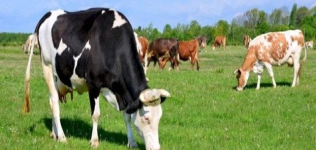 أفضل أنواع الأبقار لإنتاج اللحوم