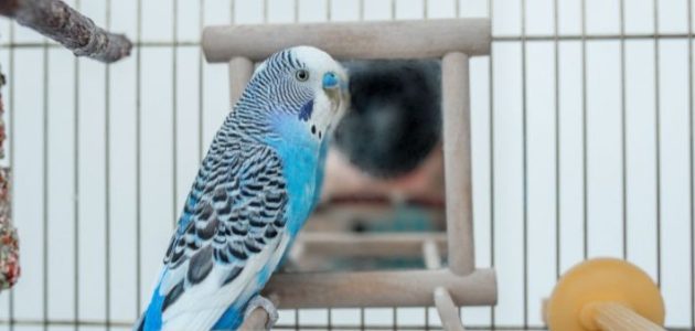 أفضل أنواع طيور البادجي