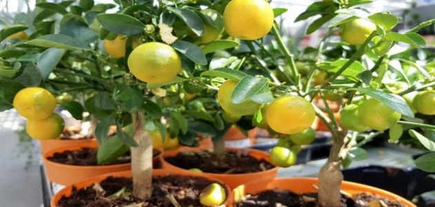 أفضل وأسهل الطرق زراعة الليمون
