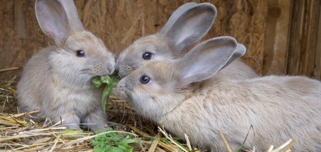 أمراض الأرانب بالصور