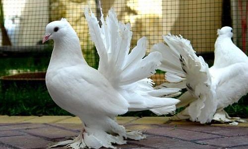 أنواع الحمام المصري بالصور والاسم والسعر