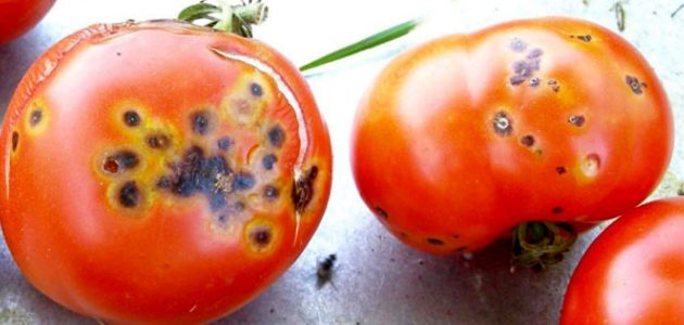 الأمراض الفيروسية التي تصيب الطماطم