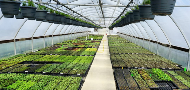 زراعة البامية في البيوت المحمية