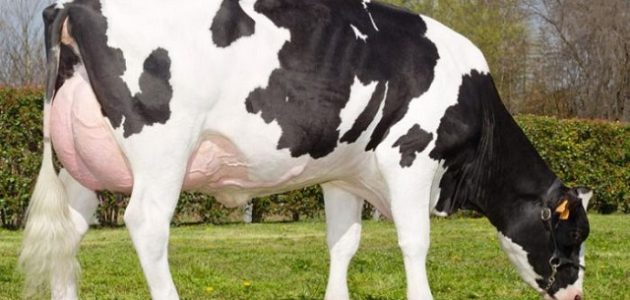 تربية الأبقار في العراق