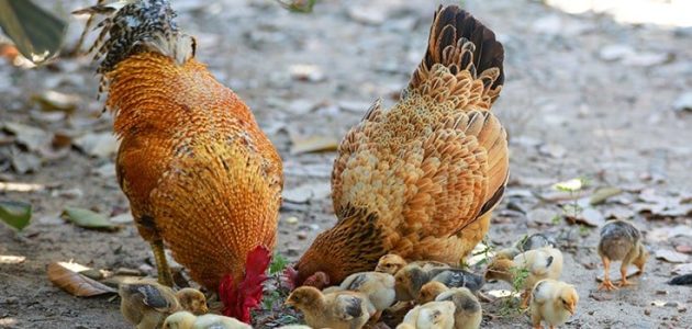 تربية الدجاج في المنزل