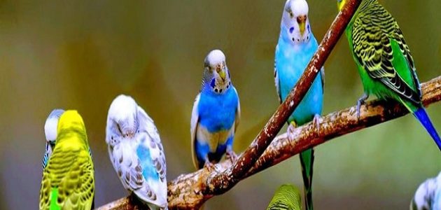 تربية العصافير الأسترالي في المنزل من الألف للياء