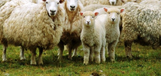 ترتيب الدول من حيث عدد رؤوس الأغنام