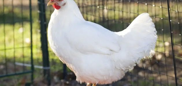 جدول أوزان الفراخ البيضاء