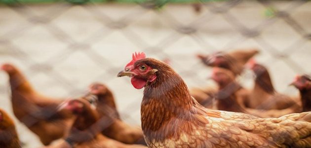 حبوب لزيادة وزن الفراخ البيضاء