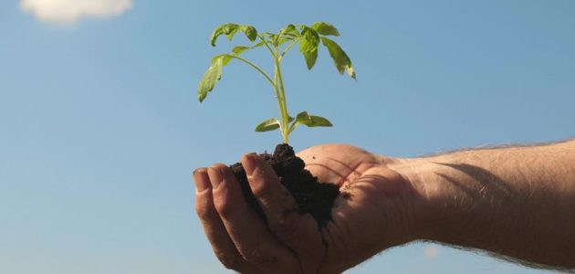 دراسة جدوى زراعة النخيل في مصر بالتفصيل