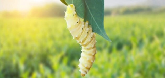 دراسة جدوى مشروع إنتاج الحرير وتربية دودة القز