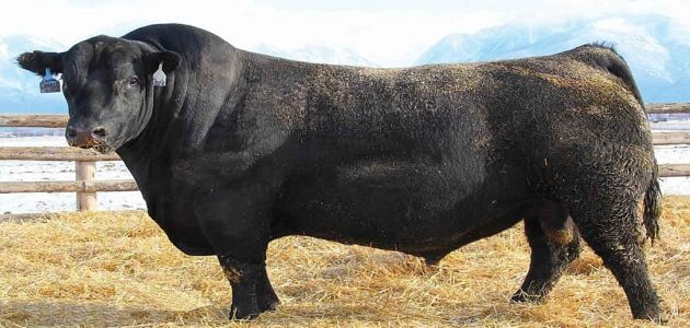 دراسة جدوى مشروع تربية وتسمين العجول في 180 يوم