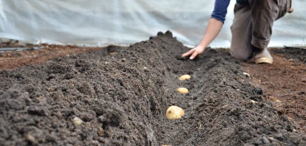كيفية زراعة البطاطس في مصر