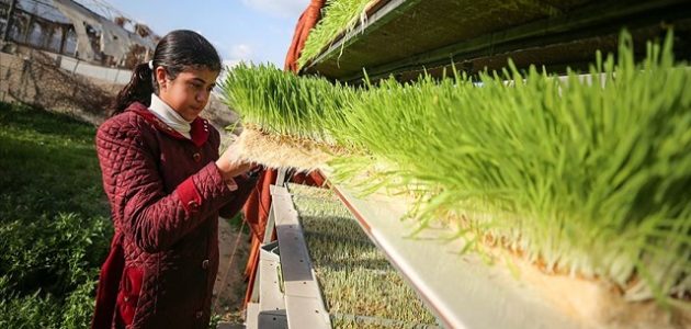 طريقة استنبات الشعير في المنزل