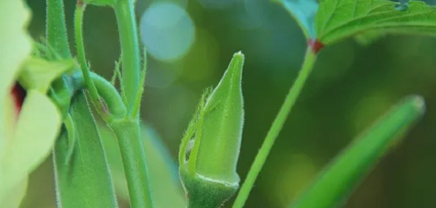 طريقة زراعة البامية بالتفصيل