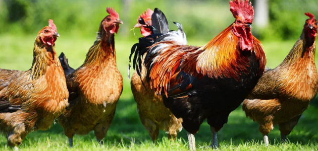 علاج الإسهال الأخضر عند الدواجن ونصائح للحماية منه