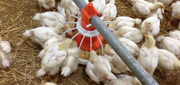 كيف تنشئ مزرعة دواجن