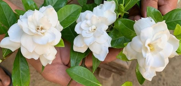 كيفية العناية بنبات الجاردينيا الهولندية