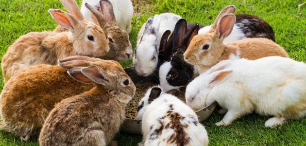 كيفية تربية الأرانب في الصيف