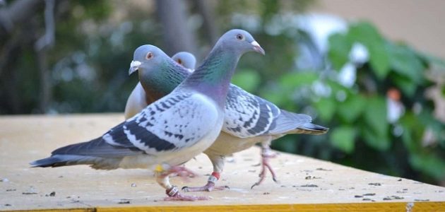 كيفية تربية الحمام البلدي في المنزل