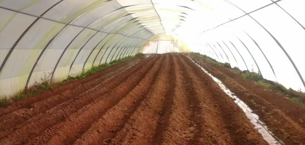 كيفية زراعة الفلفل في البيوت البلاستيكية