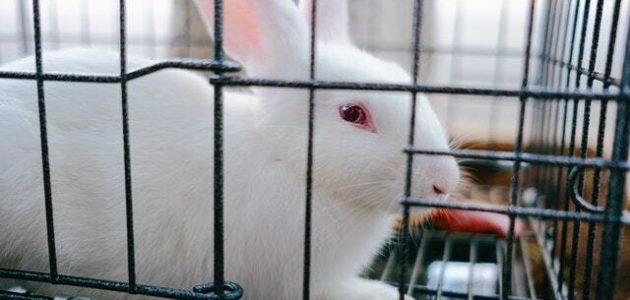 كيفية صنع بطاريات الأرانب بالتفصيل