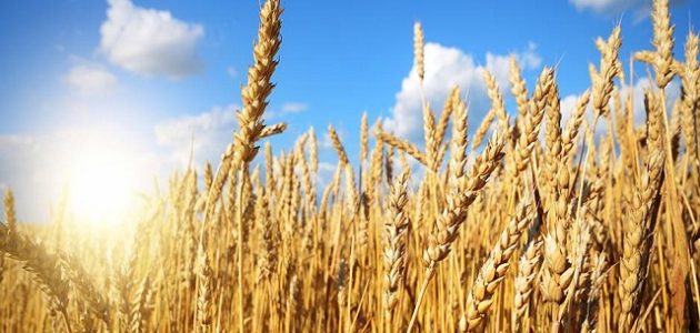 ما هي أبرز المنتجات التي تصنع من القمح؟