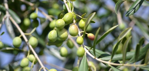 متى تثمر شجرة الزيتون