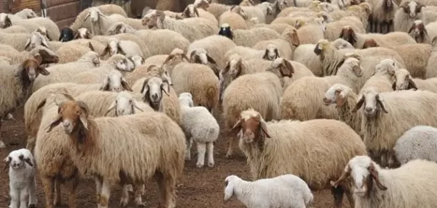 مشروع تربية الأغنام في المنزل