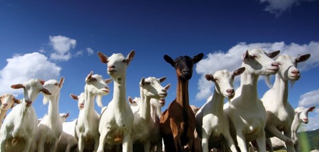 مشروع تربية الأغنام والماعز في مصر