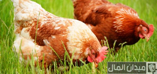 مشروع تربية الدجاج البلدي لإنتاج البيض بتكاليف بسيطة