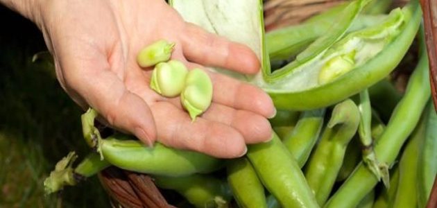 مشروع زراعة الفول البلدي بالتفصيل