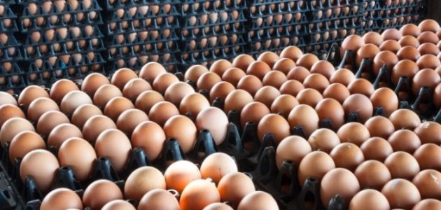 مشروع مصنع أطباق بيض في السعودية