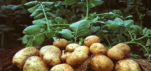 مواعيد زراعة محصول البطاطس وكمية التقاوى للفدان