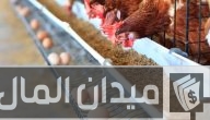 هل الحلبة تزيد إنتاج البيض عند الدجاج