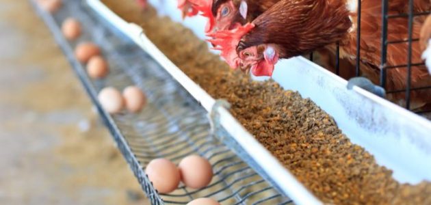 هل الحلبة تزيد إنتاج البيض عند الدجاج