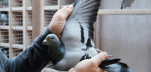هل تربية الحمام تجلب الفقر