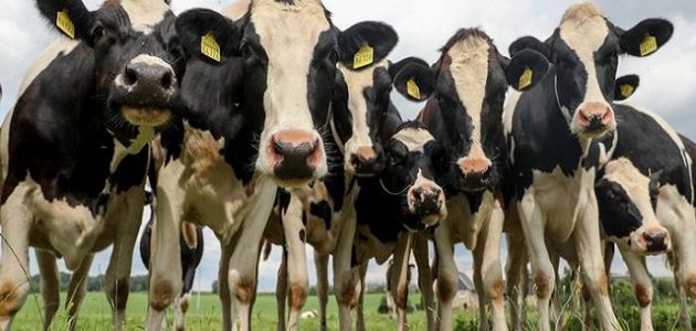 هل مشروع تسمين العجول مربح؟ وهل يختلف الربح حسب النوع وطريقة التسمين ونوعه؟