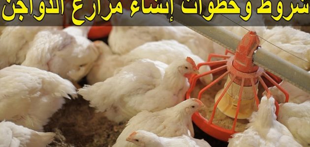 شروط بناء مزرعة دواجن على أرض زراعية